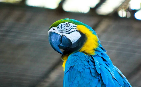 蓝黄鹦鹉或蓝金鹦鹉、 Ara ararauna 、 Psittacidae科鸟类和世界上最有名的鹦鹉之一 — 图库照片