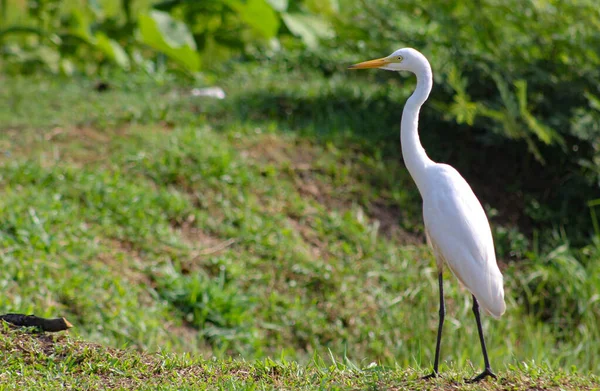 Great Egret, Common Egret, Great White Heron at Sri Lanka.The great egret (Ardea alba), also known as the common egret fishing in the shallow lagoon.