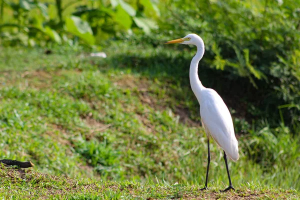 Great Egret, Common Egret, Great White Heron at Sri Lanka.The great egret (Ardea alba), also known as the common egret fishing in the shallow lagoon.