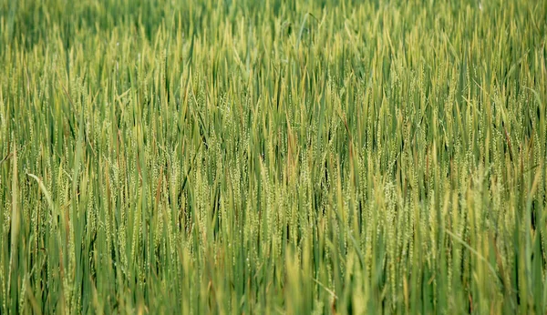 Green rice paddy fields ready for harvest in Sri Lanka.Rice is main food in the asian countries india, malaysia and thailand. — Stock Photo, Image