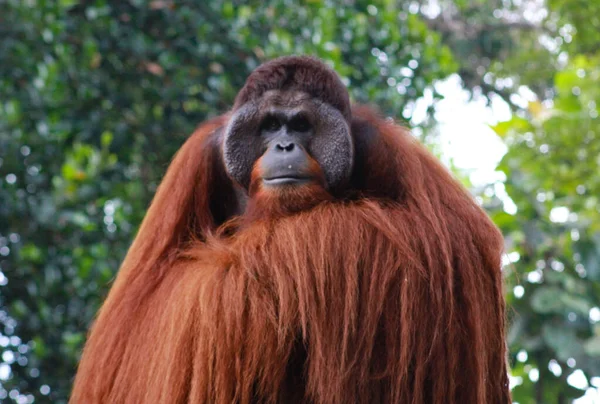 Orangután de Sumatra macho (Pongo abelii) .Pongo pygmaeus.Orangután borneano (Pongo o pygmaeus wurmmbii) en la naturaleza salvaje . — Foto de Stock