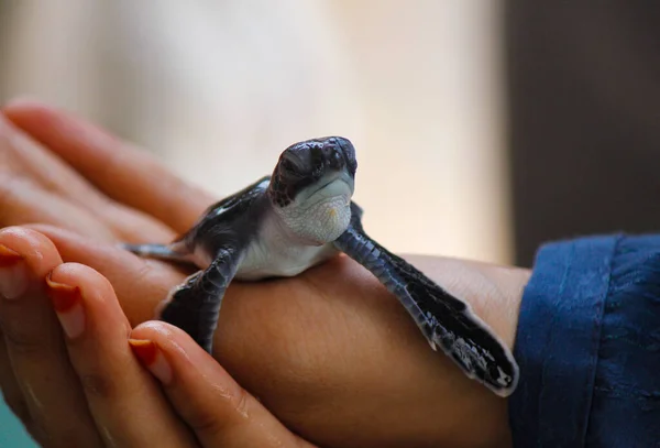 baby sea turtle hatching. One day old sea turtles in Hikkaduwa in the turtle farm.,Sri Lanka . Loggerhead baby sea turtle