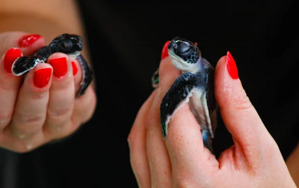 baby sea turtle hatching. One day old sea turtles in Hikkaduwa in the turtle farm.,Sri Lanka . Loggerhead baby sea turtle