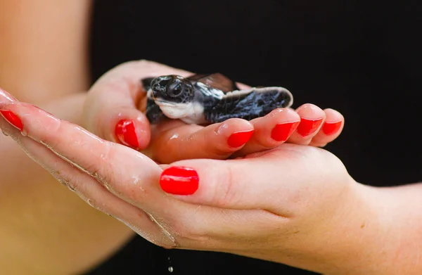 baby sea turtle hatching. One day old sea turtles in Hikkaduwa in the turtle farm.,Sri Lanka . Loggerhead baby sea turtle