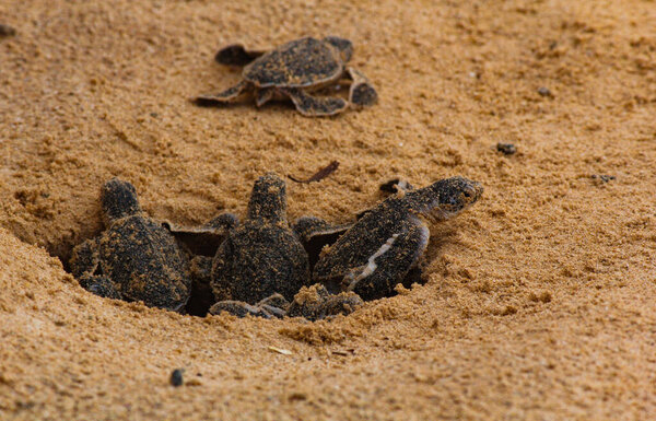 baby sea turtle hatching. One day old sea turtles in Hikkaduwa in the turtle farm.,Sri Lanka . Loggerhead baby sea turtle