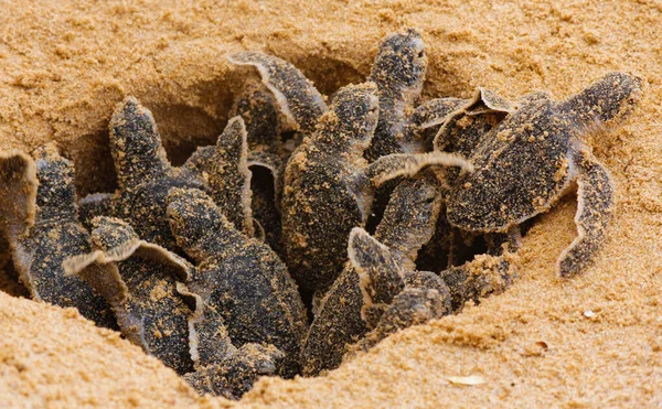 Baby Meeresschildkröten beim Schlüpfen. einen Tag alte Meeresschildkröten in hikkaduwa in der Schildkrötenfarm., sri lanka. Karettschildkrötenbaby — Stockfoto