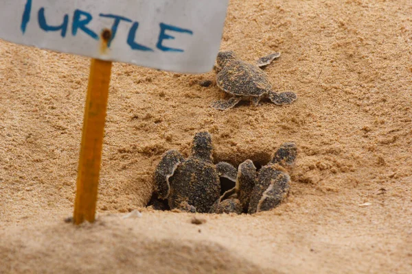 Детеныш морской черепахи. One day old sea turtles in Hikkaduwa in the turtle farm., Sri Lanka. Морская черепаха — стоковое фото