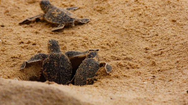 baby sea turtle hatching. One day old sea turtles in Hikkaduwa in the turtle farm.,Sri Lanka . Loggerhead baby sea turtle