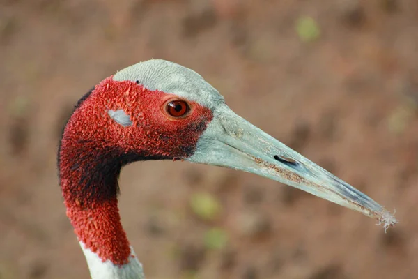 Beautiful Sand hill crane bird with long beak.One sand hill crane (Grus canadensis).Sandhill cranes silhouette