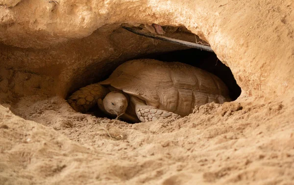 Desszert teknős Katar sivatagban. — Stock Fotó
