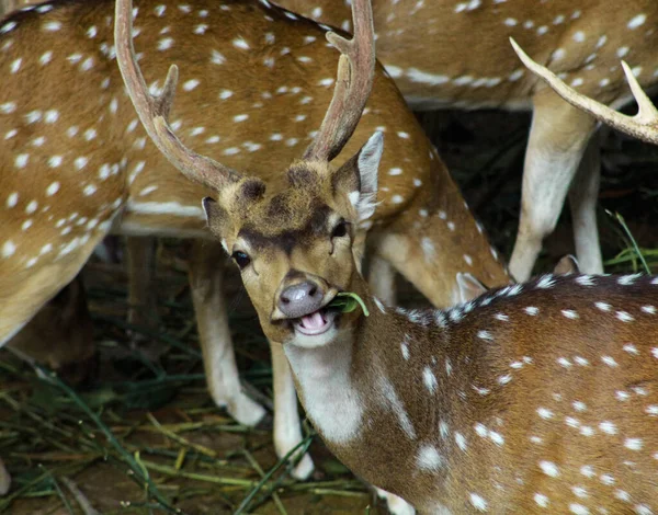 Deer giving funny expression, funny animals