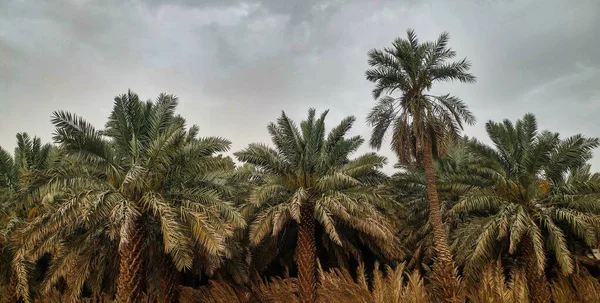 Date palm trees growing in a row and branches of date palms under blue sky.Plantation of date palms. Tropical agriculture industry in the Middle East