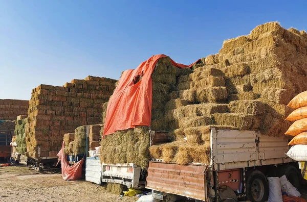 Dry Hay bales. Hay bales are stacked in large stacks. — ストック写真