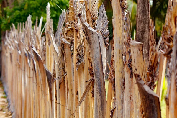 Traditional Palmyra Palm Tree Fence Srilanka — Stock Photo, Image