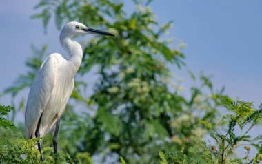 Büyük Akbalıkçıl, Akbalıkçıl, Büyük Akbalıkçıl Sri Lanka 'da. Büyük balıkçıl (Ardea alba), sığ gölde balıkçıl olarak da bilinir..