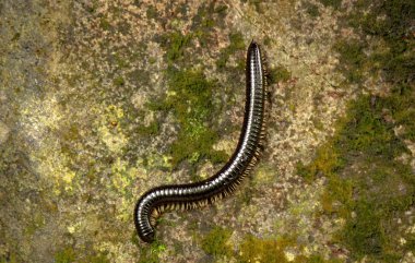 Kırkayak ya da Srilanka 'da 1000 bacaklı.