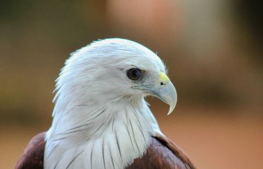 Genç Afrika Balık Kartalı (Haliaeetus vocifer))