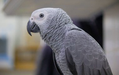 Gri papağan olarak da bilinen Afrika gri papağanı (Psittacus erithacus) Tayland 'da bir evcil hayvan dükkanında satılıktır.