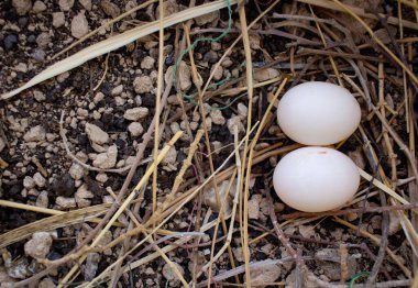 Güvercinler Katar 'da bir yuvanın çatısına yumurtalarını bırakmışlar. Güvercin Yumurtaları