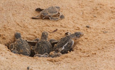 Sri Lanka, Hikkaduwa 'da kaplumbağa çiftliğinde yumurtadan çıkan bebek deniz kaplumbağaları. Srilankan turizmi