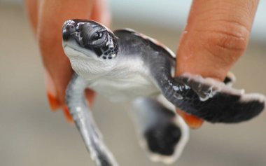 Yumurtadan yeni çıkmış Loggerhead bebek deniz kaplumbağaları Sri Lanka, Hikkaduwa 'da bir kaplumbağa çiftliğinde yumurtadan çıkıyorlar. Srilankan turizmi