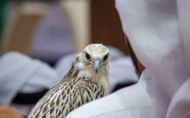 Katar 'daki bir şahin gösterisi sırasında elinde şahin tutan Arap bir adamın arkaplan görüntüsü.