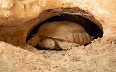Desert tortoise lives in hole made in the desert.. desert animal clipart
