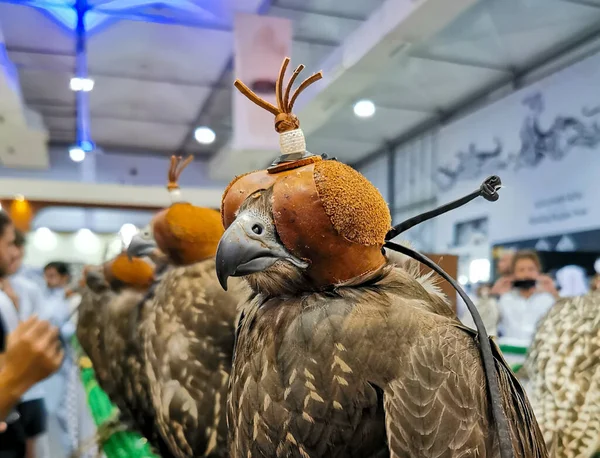 Imagen Fondo Halcón Que Lleva Capucha Cetrería — Foto de Stock