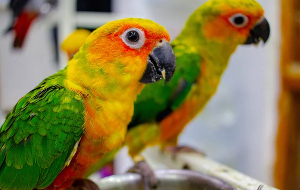 Bambino Sole Conure Pappagallo Negozio Vendita — Foto Stock