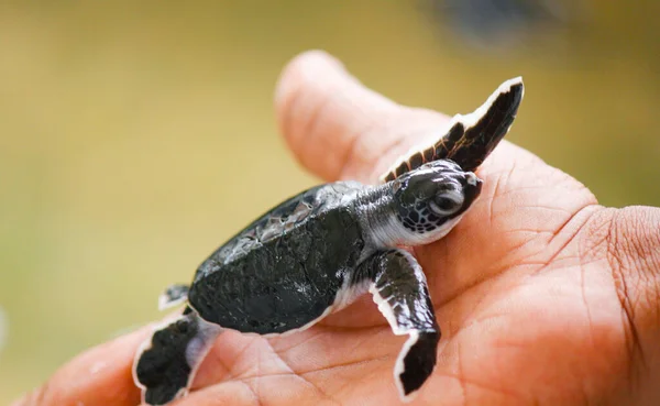 Tortugas Marinas Recién Nacidas Una Granja Tortugas Sri Lanka Hikkaduwa —  Fotos de Stock