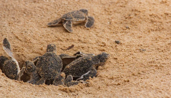 Loggerhead baby sea turtles hatching in a turtle farm in Sri Lanka, Hikkaduwa. Srilankan tourism