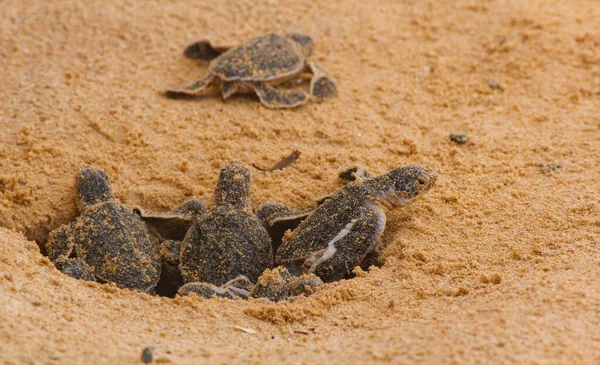 Loggerhead Bébi Tengeri Teknősök Kikelnek Egy Teknős Farmon Srí Lankán — Stock Fotó