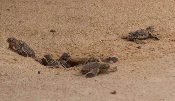 Loggerhead baby sea turtles hatching in a turtle farm in Sri Lanka, Hikkaduwa. Srilankan tourism