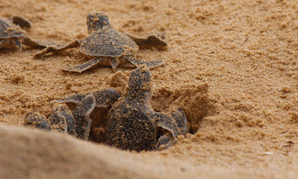 Loggerhead baby sea turtles hatching in a turtle farm in Sri Lanka, Hikkaduwa. Srilankan tourism