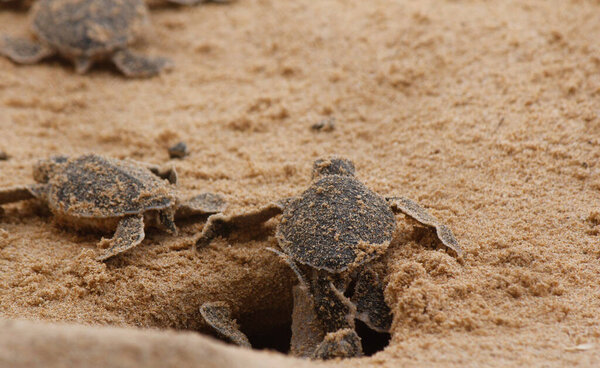 Loggerhead baby sea turtles hatching in a turtle farm in Sri Lanka, Hikkaduwa. Srilankan tourism