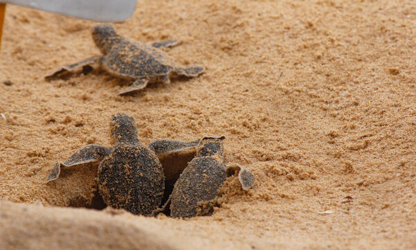 Loggerhead baby sea turtles hatching in a turtle farm in Sri Lanka, Hikkaduwa. Srilankan tourism