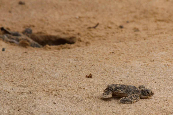 Loggerhead baby sea turtles hatching in a turtle farm in Sri Lanka, Hikkaduwa. Srilankan tourism