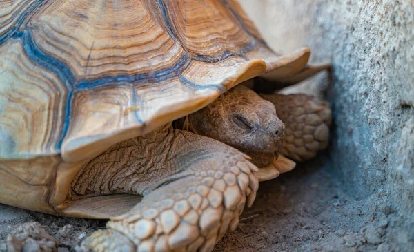 Las Tortugas Del Desierto Gopherus Agassizii Gopherus Morafkai También Conocidas —  Fotos de Stock