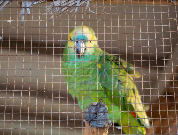Gelbkopf Amazonas Papagei Einem Käfig Und Fertig Zum Verkauf Einer — Stockfoto