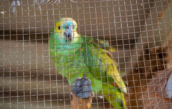 Testa Gialla Pappagallo Amazzone Una Gabbia Pronto Vendita Negozio Animali — Foto Stock