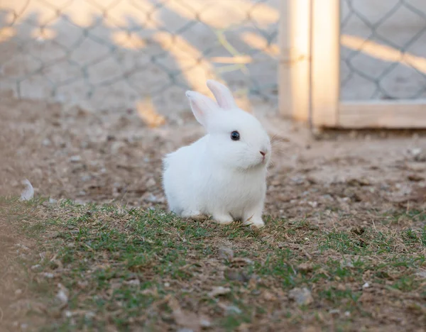 家の庭の若い白いウサギ — ストック写真