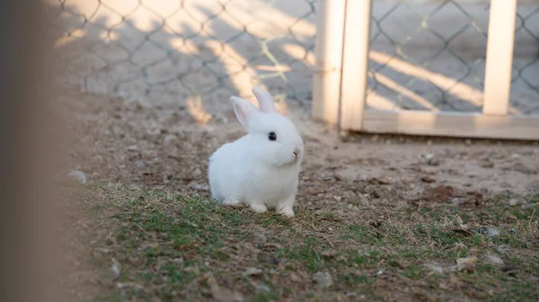 Молодий Білий Кролик Саду Будинку — стокове фото