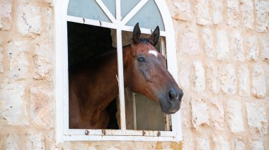 Güzel at pencereden dışarı bir ahıra bakıyor. At ahırı.