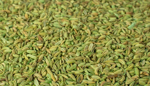 Background image of fresh fennel seed after cultivation cultivation