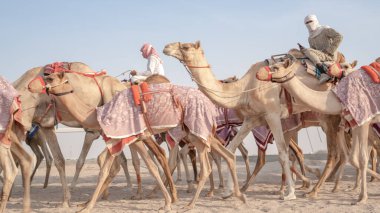 Jokeyler yarış pistinde yürümek için develeri alıyor..