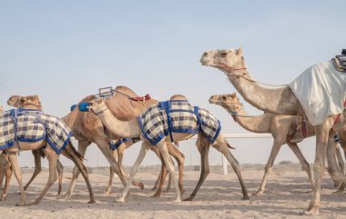 Jokeyler yarış pistinde yürümek için develeri alıyor..