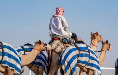 Jokeyler yarış pistinde yürümek için develeri alıyor..