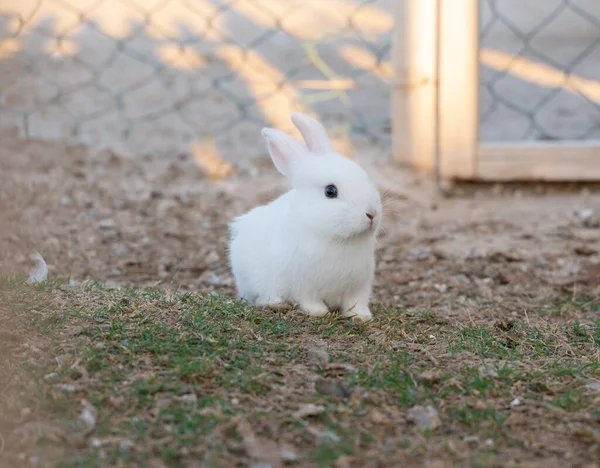 Young White Rabbit House Garden — Stock Photo, Image