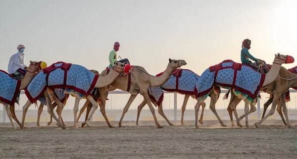 Jockeys Tomando Los Camellos Para Caminar Las Pistas Carreras — Foto de Stock