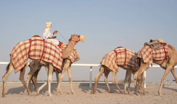 Jockeys Tomando Los Camellos Para Caminar Las Pistas Carreras — Foto de Stock